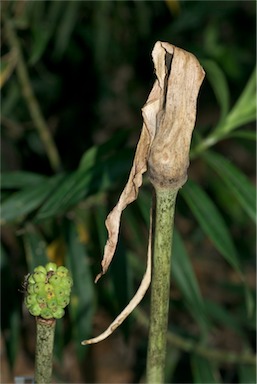 APII jpeg image of Amorphophallus galbra  © contact APII