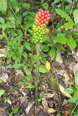 APII jpeg image of Amorphophallus galbra  © contact APII