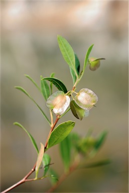 APII jpeg image of Dodonaea lanceolata var. subsessilifolia  © contact APII