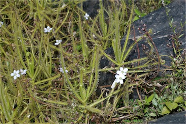 APII jpeg image of Drosera indica  © contact APII