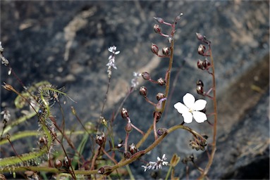 APII jpeg image of Drosera indica  © contact APII