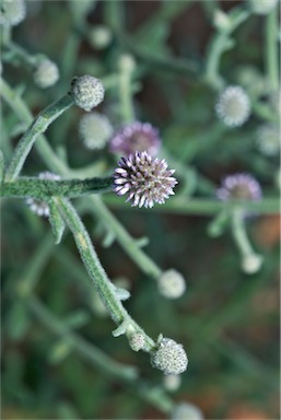 APII jpeg image of Pterocaulon sphacelatum  © contact APII