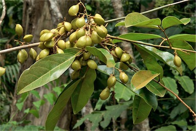 APII jpeg image of Connarus conchocarpus subsp. conchocarpus  © contact APII