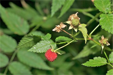 APII jpeg image of Rubus probus  © contact APII