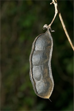 APII jpeg image of Mucuna gigantea  © contact APII