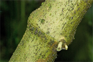 APII jpeg image of Piper auritum  © contact APII