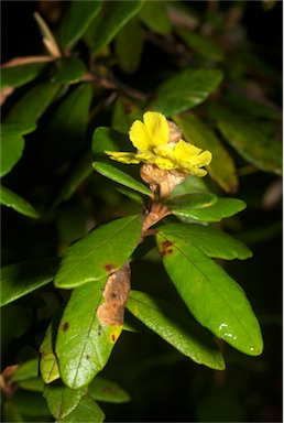 APII jpeg image of Hibbertia banksii  © contact APII