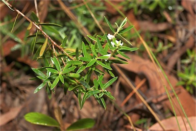 APII jpeg image of Leucopogon lavarackii  © contact APII