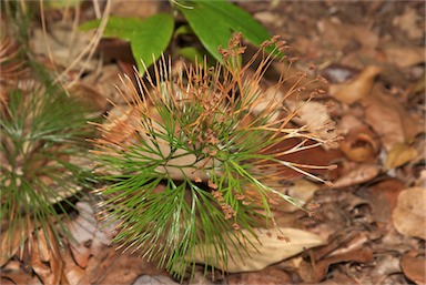 APII jpeg image of Schizaea dichotoma  © contact APII