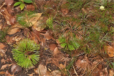 APII jpeg image of Schizaea dichotoma  © contact APII