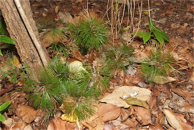 APII jpeg image of Schizaea dichotoma  © contact APII