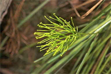 APII jpeg image of Schizaea dichotoma  © contact APII