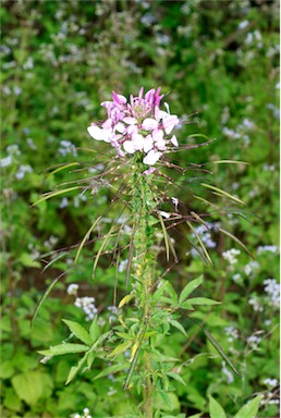 APII jpeg image of Cleome hassleriana  © contact APII