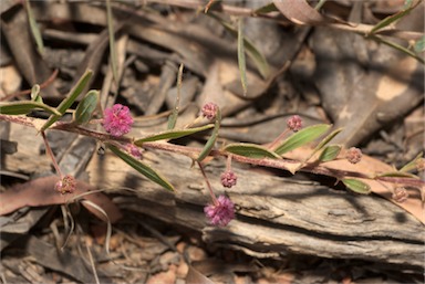 APII jpeg image of Acacia purpureopetala  © contact APII