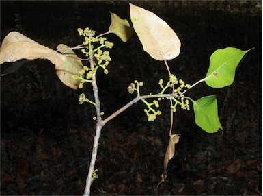 APII jpeg image of Brachychiton diversifolius subsp. orientalis  © contact APII