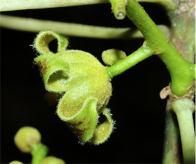 APII jpeg image of Brachychiton diversifolius subsp. orientalis  © contact APII