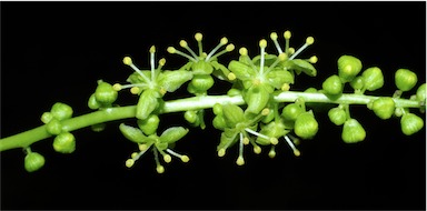 APII jpeg image of Tinospora smilacina  © contact APII