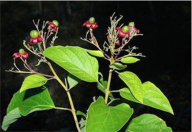 APII jpeg image of Clerodendrum costatum  © contact APII