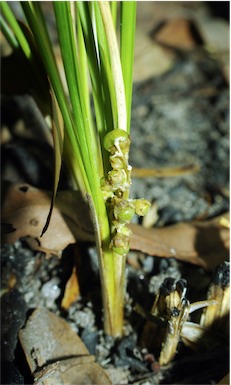 APII jpeg image of Lomandra filiformis  © contact APII