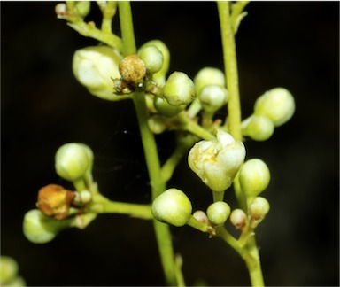 APII jpeg image of Atalaya angustifolia  © contact APII