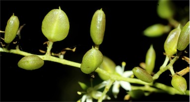APII jpeg image of Bursaria tenuifolia  © contact APII
