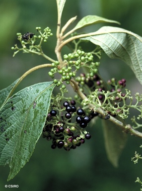 APII jpeg image of Callicarpa brevistyla  © contact APII