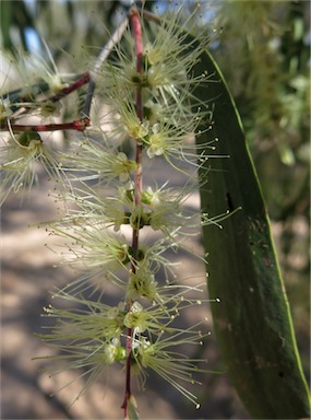 APII jpeg image of Melaleuca fluviatilis  © contact APII