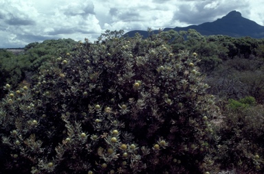 APII jpeg image of Banksia baxteri  © contact APII