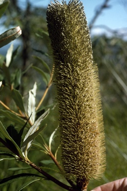 APII jpeg image of Banksia conferta var. conferta  © contact APII
