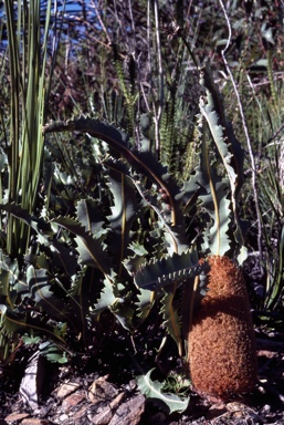 APII jpeg image of Banksia gardneri var. brevidentata  © contact APII