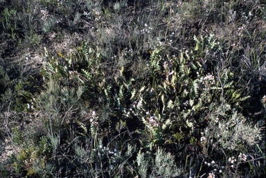 APII jpeg image of Banksia gardneri var. gardneri  © contact APII