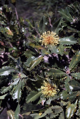 APII jpeg image of Banksia ilicifolia  © contact APII