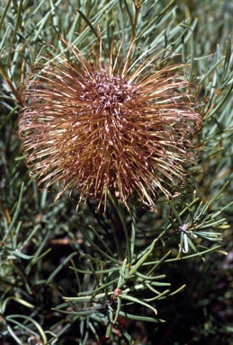 APII jpeg image of Banksia incana  © contact APII