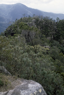 APII jpeg image of Banksia aquilonia  © contact APII