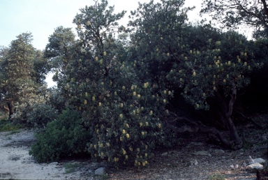 APII jpeg image of Banksia integrifolia subsp. integrifolia  © contact APII