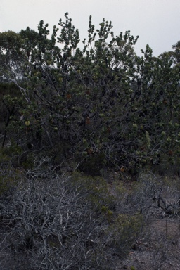 APII jpeg image of Banksia lemanniana  © contact APII