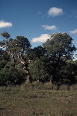 APII jpeg image of Banksia littoralis  © contact APII