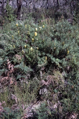 APII jpeg image of Banksia marginata  © contact APII