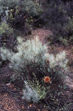 APII jpeg image of Banksia sphaerocarpa var. caesia  © contact APII