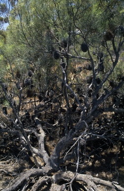 APII jpeg image of Banksia sphaerocarpa var. dolichostyla  © contact APII
