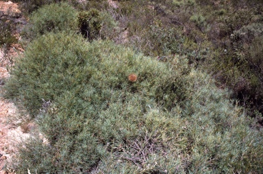 APII jpeg image of Banksia telmatiaea  © contact APII