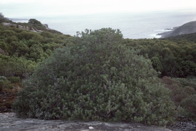 APII jpeg image of Banksia verticillata  © contact APII