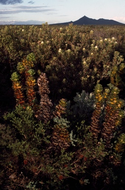 APII jpeg image of Banksia nutans var. nutans,<br/>Hakea victoria,<br/>Banksia baxteri  © contact APII