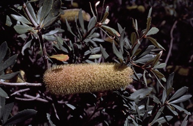 APII jpeg image of Banksia pencillata  © contact APII