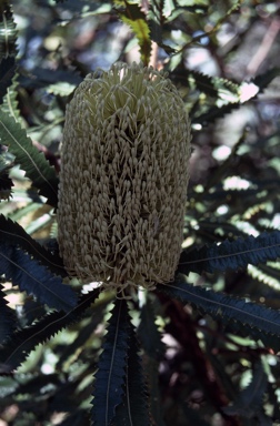 APII jpeg image of Banksia aemula  © contact APII