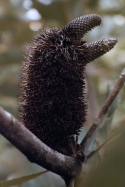 APII jpeg image of Banksia robur  © contact APII