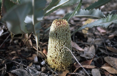 APII jpeg image of Banksia petiolaris  © contact APII