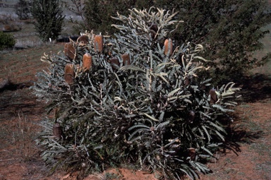APII jpeg image of Banksia victoriae  © contact APII