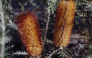 APII jpeg image of Banksia ericifolia  © contact APII