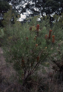 APII jpeg image of Banksia brownii  © contact APII